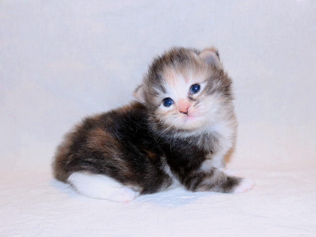 Tiny multi-colored kitten