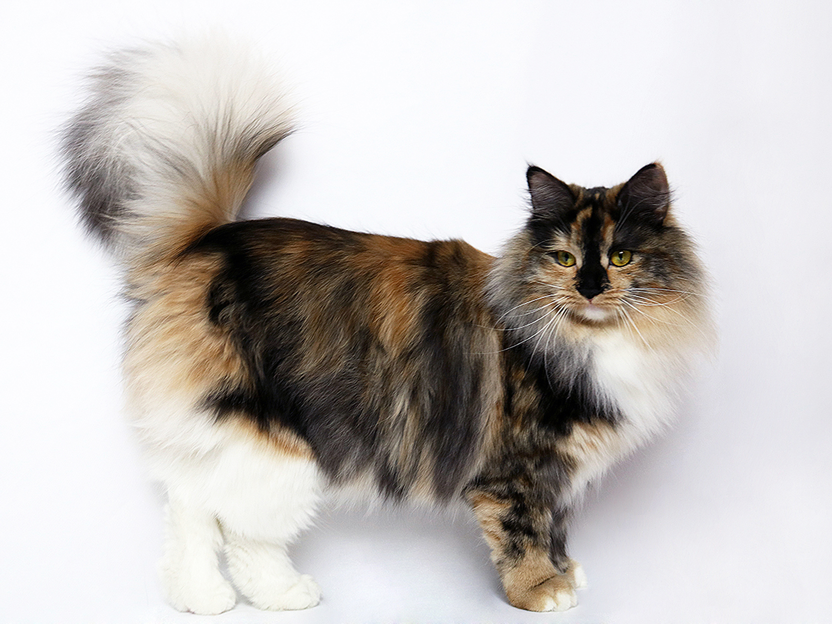 Fluffy cat standing in front of a white background.