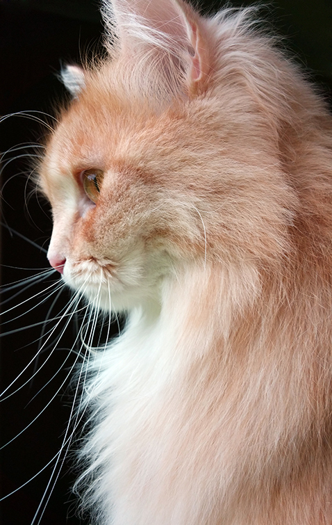 Profile view of a ginger cat in front of a black background