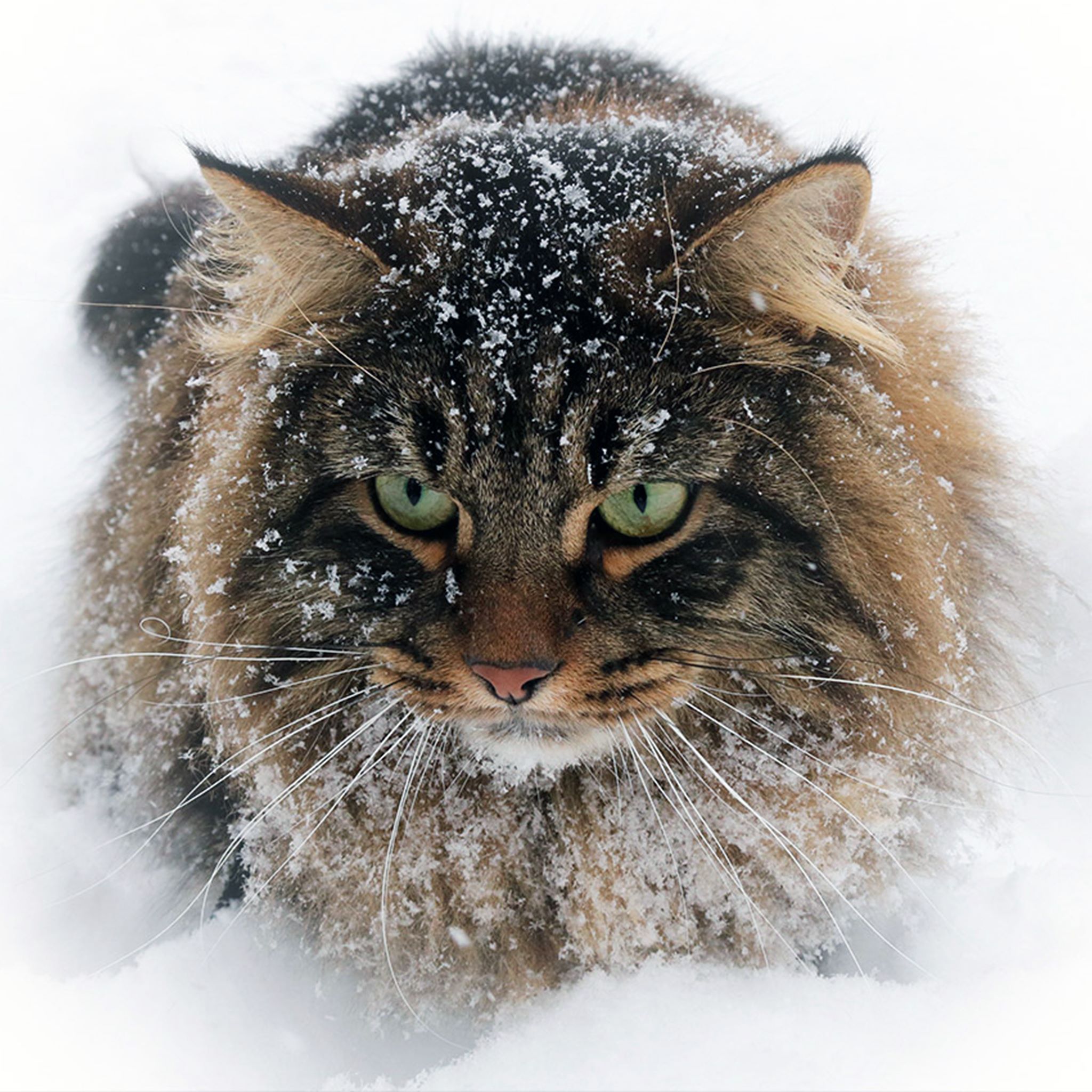 Brown tabby Siberian cat outside in the snow.