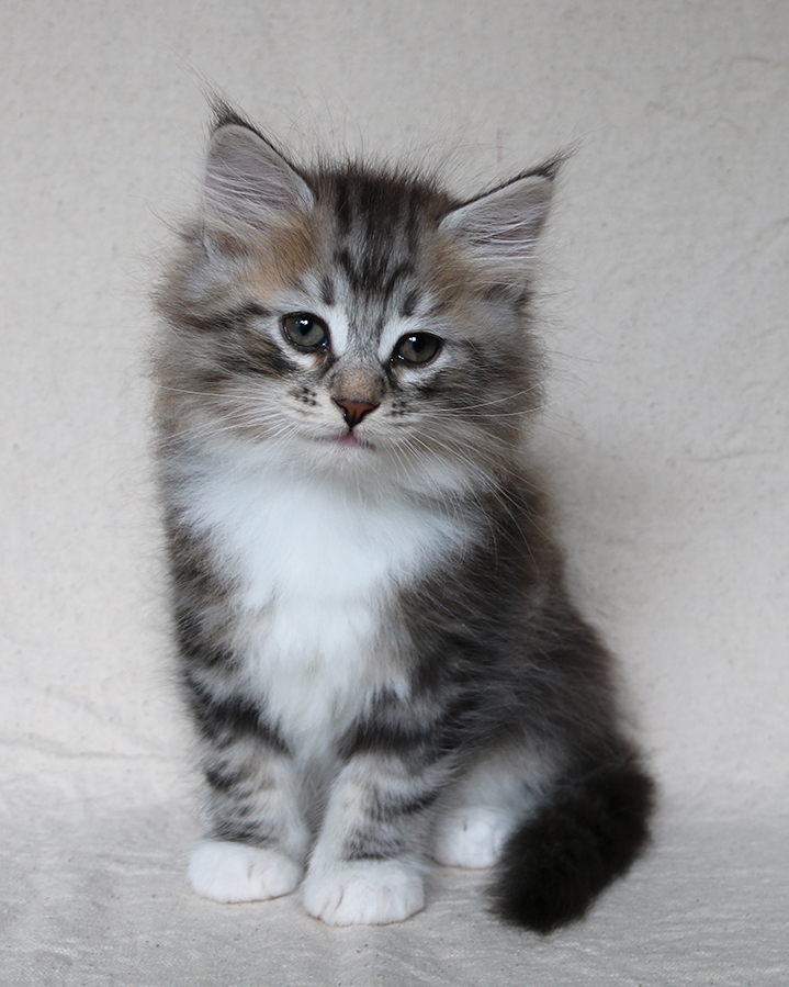 Young brown tabby kitten